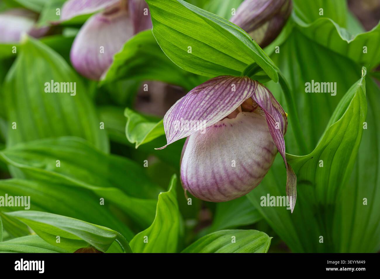 Rosa Damenschuh Orchidee (Cypripedium Hybrid) blüht zwischen grünem Laub und zeigt seine unverwechselbare Beutelblüte in einem botanischen Garten. Stockfoto