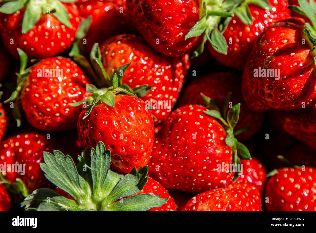 Nahaufnahme frischer, reifer Erdbeeren, eine Sommerfrucht der Saison, die für ihre natürliche Süße und leuchtende rote Farbe geschätzt wird. Reich an Antioxidantien, Vitaminen Stockfoto