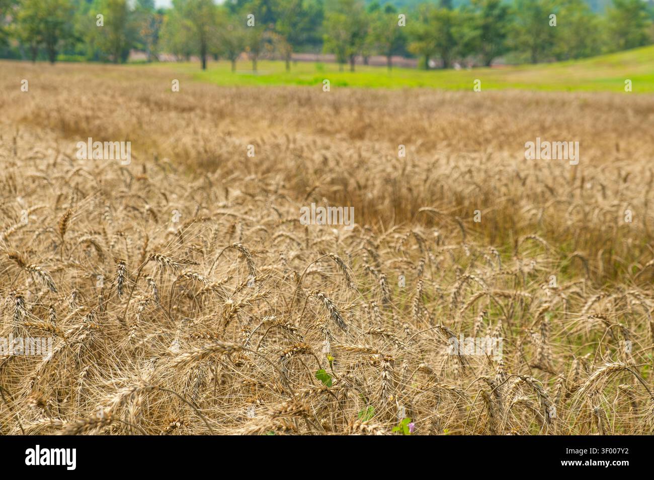 Weizenfeld erstreckt sich über die Landschaft in der Nähe von Chiang Mai, Thailand. Reifes Getreide, das unter hellem Tageslicht wächst. Ländliche Landwirtschaft, Landwirtschaft Stockfoto