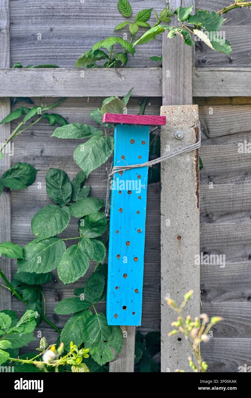 Hell bemalter Nistkasten für einsame Bienen aus Holzblock in einem Hintergarten Stockfoto