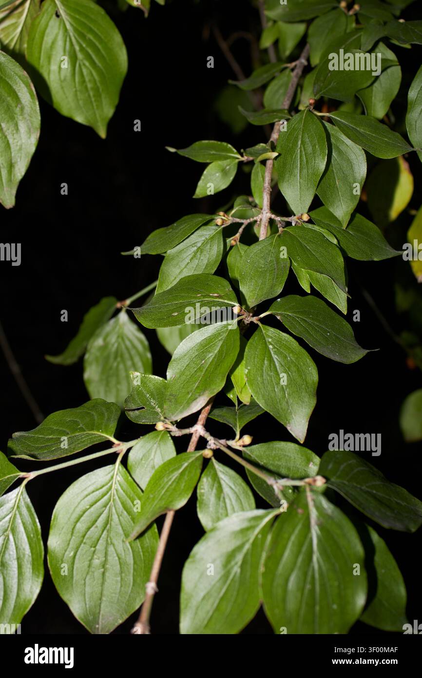Cornus MAS Zweig mit Reifen Früchten Stockfoto