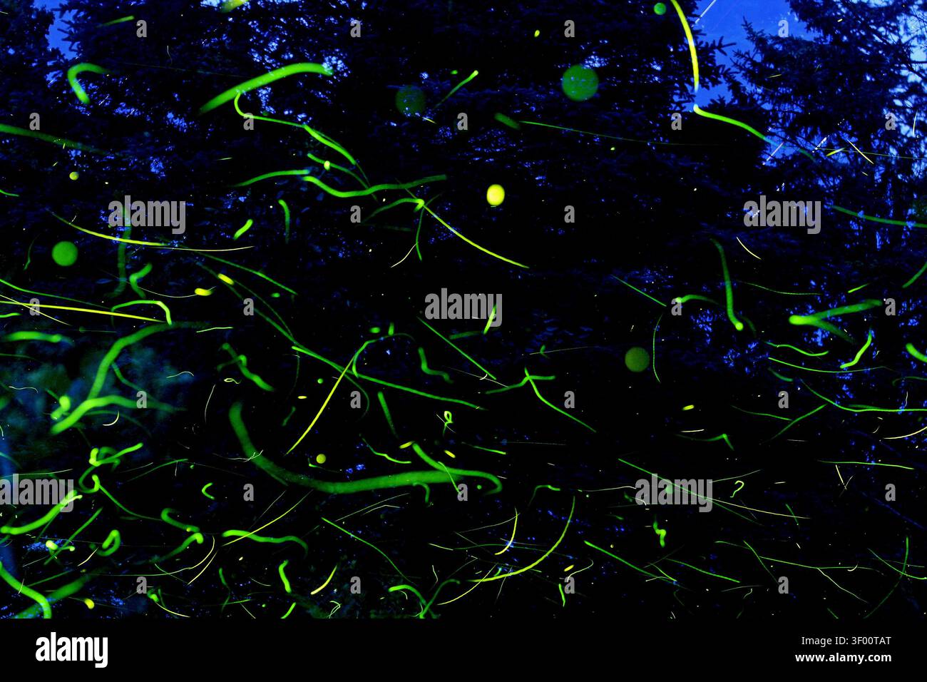 Glühwürmchen in der Nacht Composite. Grüne Pfade und Punkte Insektenkäfer Biolumineszenz mit dunklem immergrünem Himmel. Stockfoto