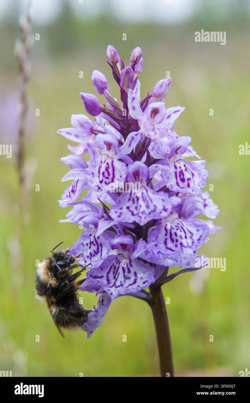 Apidae, Bienen, Bombus Jonellus, Finnland, Hymenoptera, heidekummel, weiblich, hohe Größe, Hochformat, Hummel, Insekten, Insekten, Weibchen Stockfoto