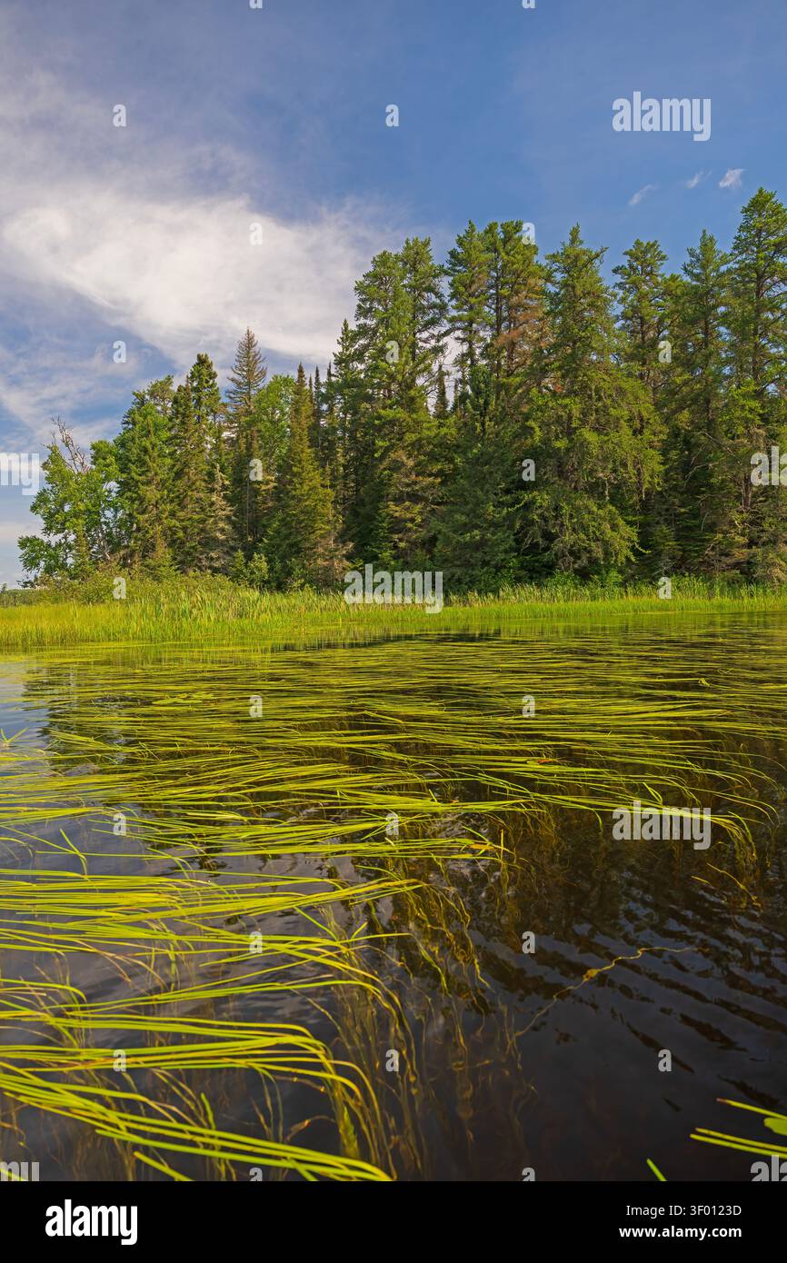 Gräser wachsen vom Boden des Sees am Prairie Bee Lake im Shoals Provincial Park in Ontario Stockfoto