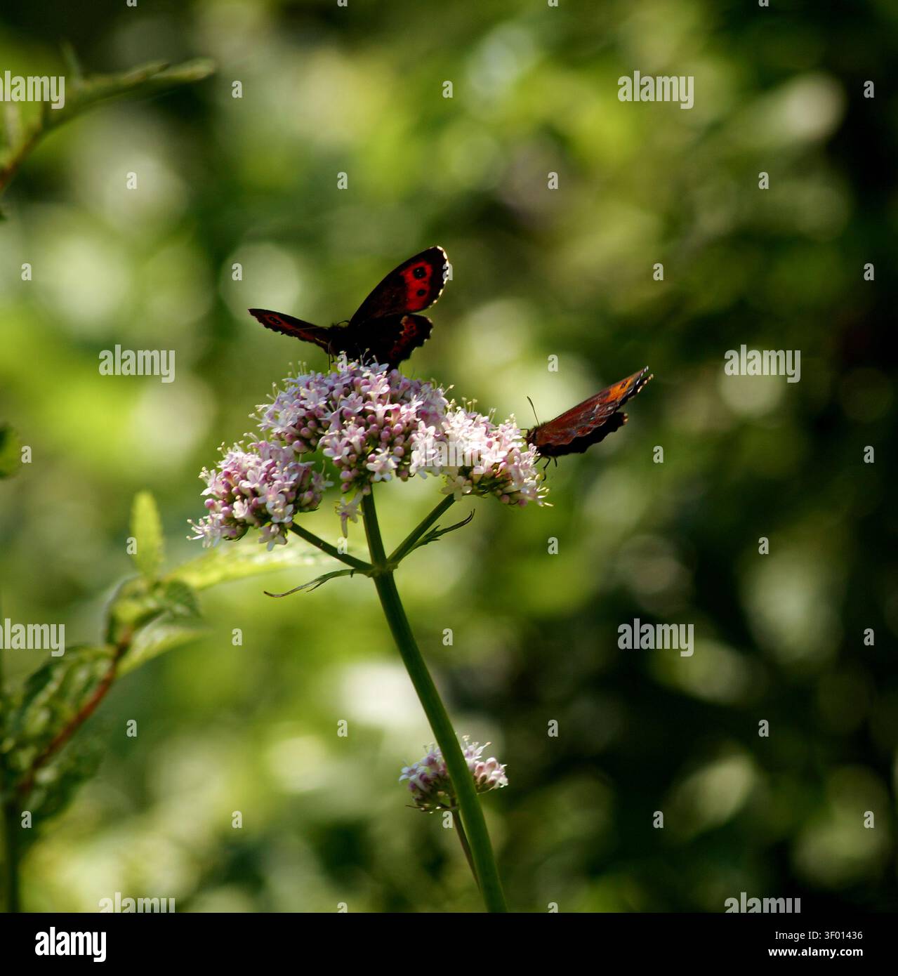 Schmetterlinge auf einer Blume Stockfoto