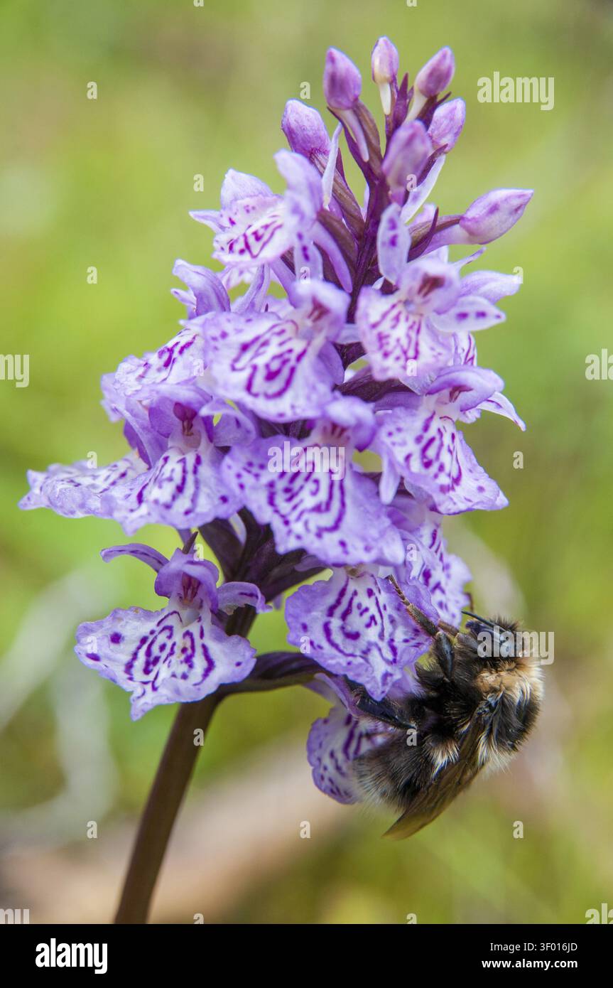 Apidae, Bienen, Bombus Jonellus, Finnland, Hymenoptera, heidekummel, weiblich, hohe Größe, Hochformat, Hummel, Insekten, Insekten, Weibchen Stockfoto