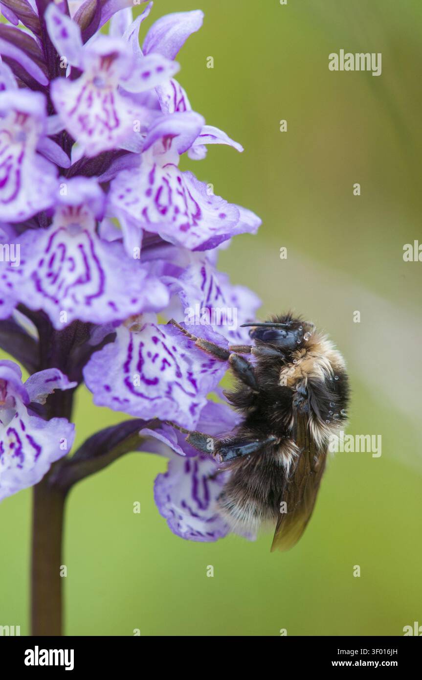 Apidae, Bienen, Bombus Jonellus, Finnland, Hymenoptera, heidekummel, weiblich, hohe Größe, Hochformat, Hummel, Insekten, Insekten, Weibchen Stockfoto
