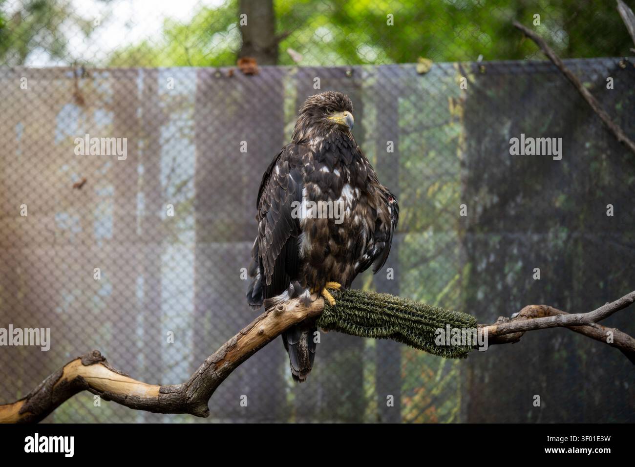 Ein junger Adler sitzt auf einem Ast in einem Gehege. Stockfoto