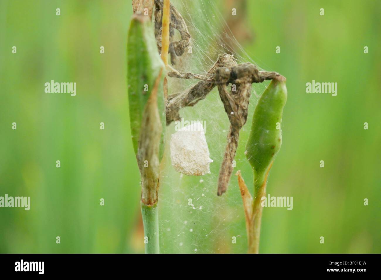 Kokon-Web-Ei-Nest der Weberspinne Pisaura mirabilis, verborgen in Seidennetzen, weiße papierartige Wiesenstruktur, herunterhängendes, zerbrochenes Nest Stockfoto