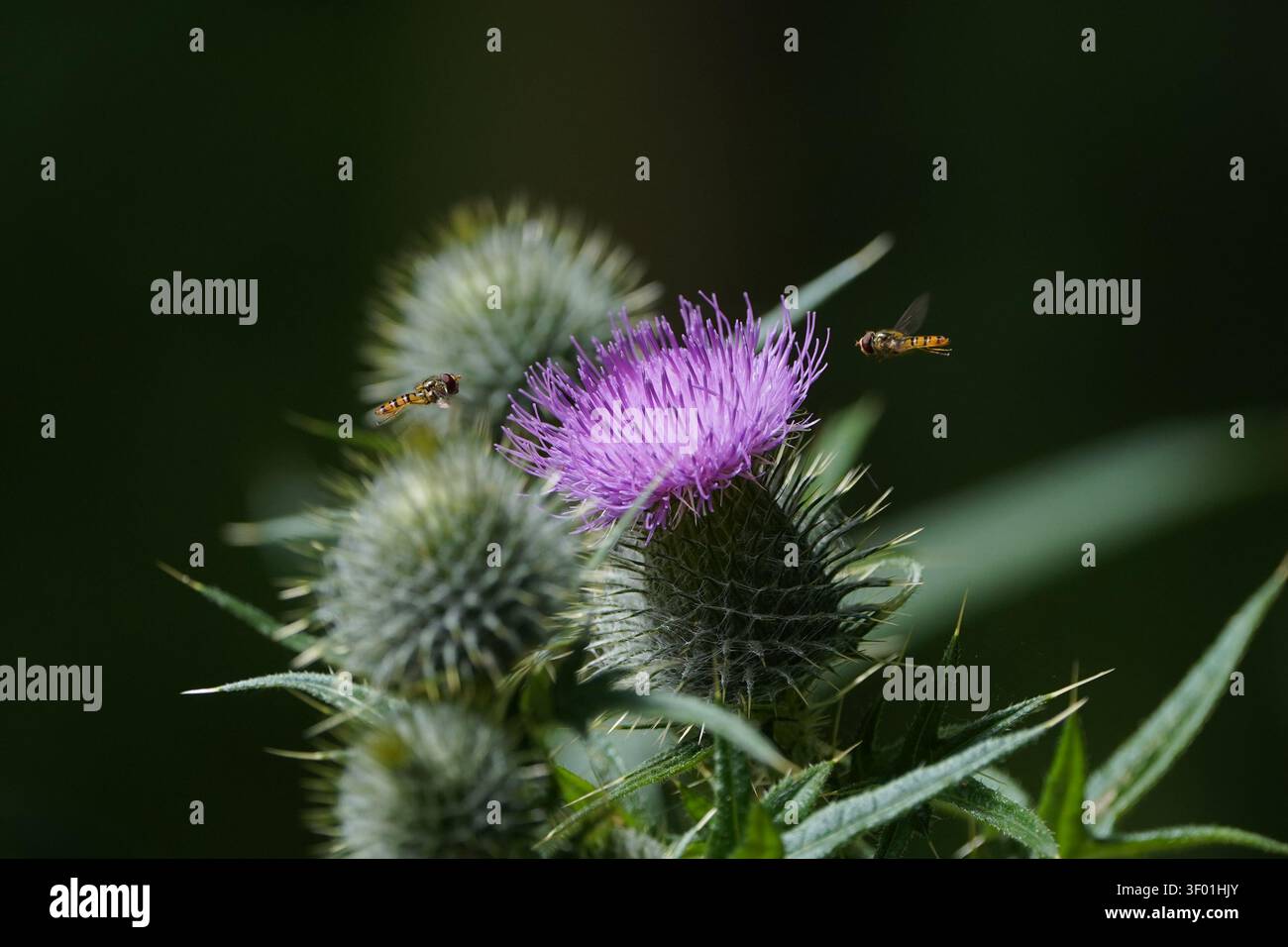 Makrofotografie einer Schwebfliege, die Nektar an einem lebhaft violetten Distelblütenkopf sammelt, UK. Stockfoto
