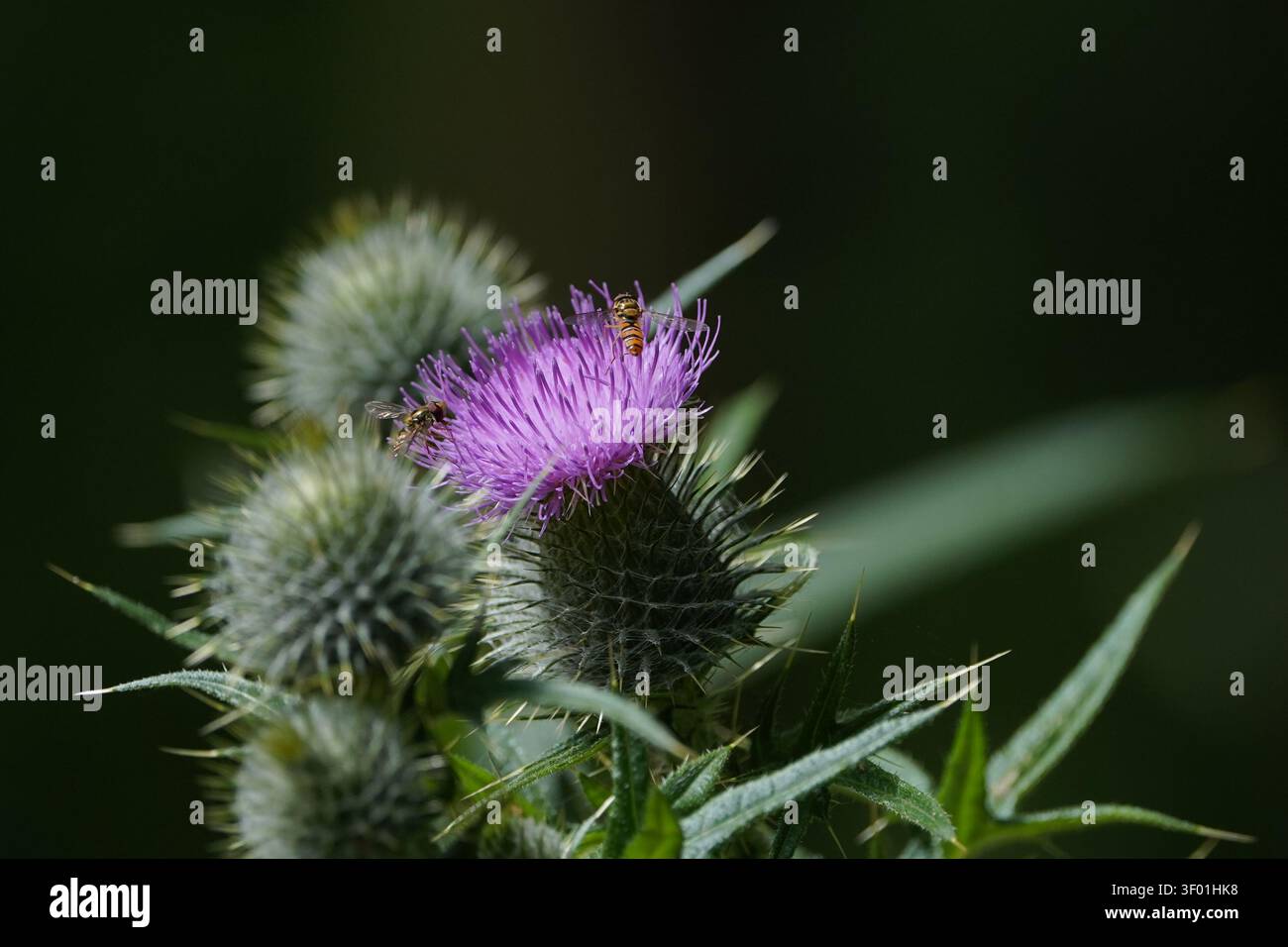 Makrofotografie einer Schwebfliege, die Nektar an einem lebhaft violetten Distelblütenkopf sammelt, UK. Stockfoto