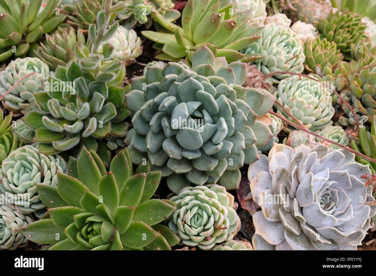 Echeveria Sukkulenten, auch bekannt als Hausleeks. Stockfoto