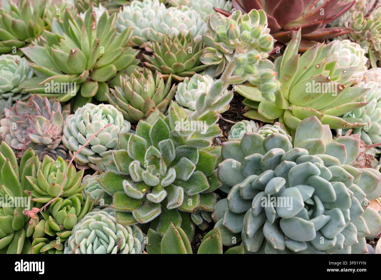 Echeveria Sukkulenten, auch bekannt als Hausleeks. Stockfoto