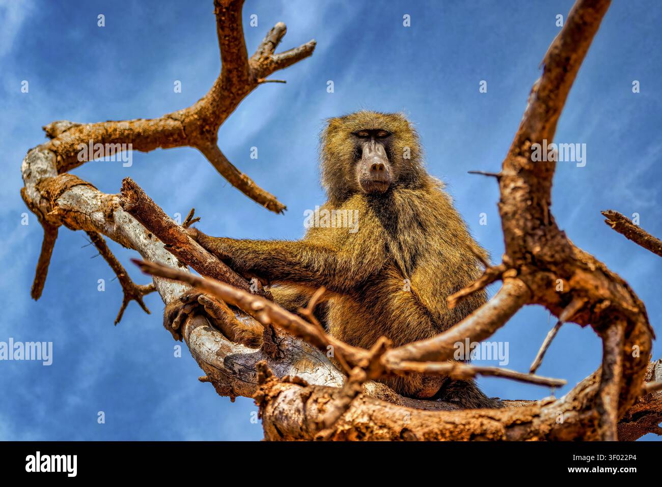 Wilder Pavian, der in einem Baum thront und von Ästen gegen einen hellblauen Himmel in einem natürlichen afrikanischen Lebensraum herabblickt. Stockfoto