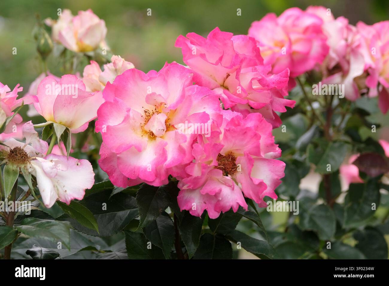 Rosa-weiße Hybrid-Teerose, rosa „You’re My Everything“ in Blume. Stockfoto