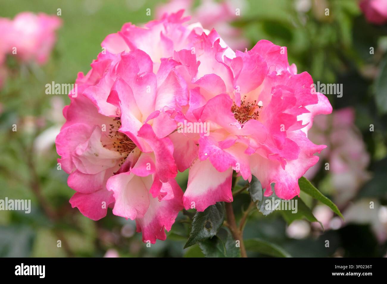 Rosa-weiße Hybrid-Teerose, rosa „You’re My Everything“ in Blume. Stockfoto