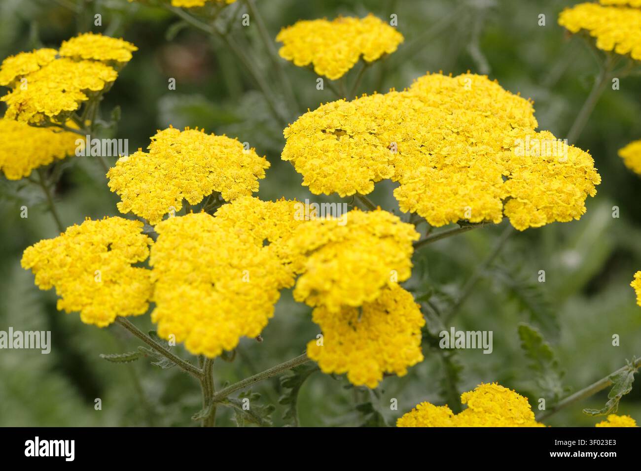 Hellgelbe Achillea oder Schafgarbe, „Mondschein“ in der Blüte. Stockfoto