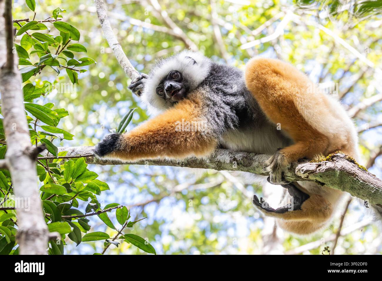 Diademed Sifaka (Propithecus diadema) im Analamazaotra Reserve, Andasibe-Mantadia Nationalpark, Madagaskar Stockfoto