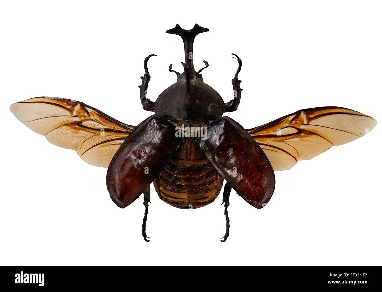 Diese Nahaufnahme zeigt einen Einhornkäfer, Allomyrhina dichotomus, mit seinen lebendigen Flügeln und seiner einzigartigen Hornstruktur. Der Käfer ist isoliert, hig Stockfoto
