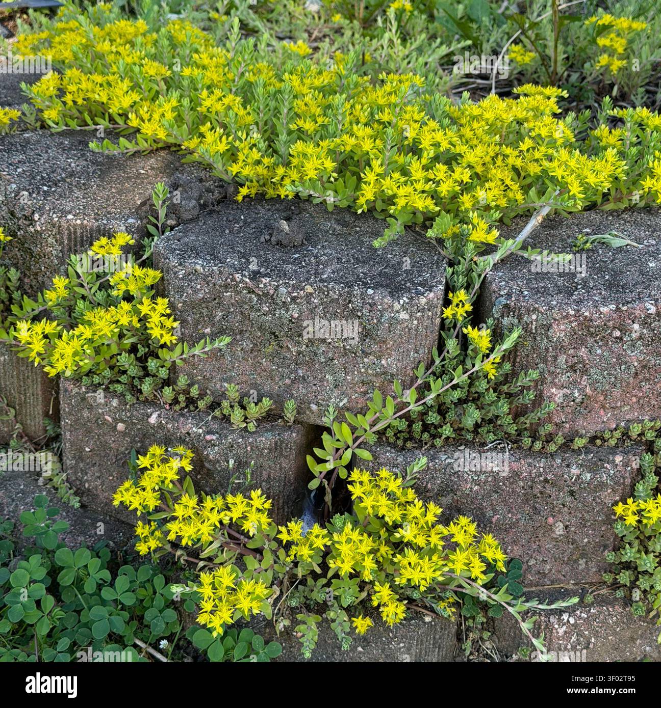 Landschaftsgesteine mit Gold Moss Stonecrop, die über und zwischen den Steinen wachsen, gefüllt mit gelben Blumen, im Frühjahr in Trevor, Wisconsin, USA - Smartphone-aufgenommenes Stockfoto