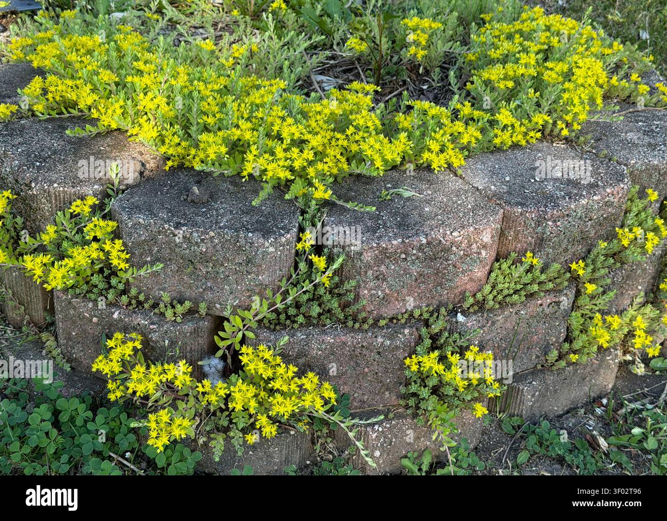 Landschaftsgesteine mit Gold Moss Stonecrop, die über und zwischen den Steinen wachsen, gefüllt mit gelben Blumen, im Frühjahr in Trevor, Wisconsin, USA - Smartphone-aufgenommenes Stockfoto