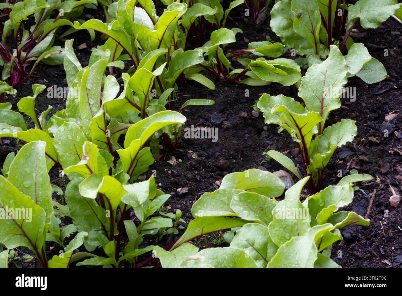 Reihen junger Rote-Bete-Pflanzen mit hellgrünen Blättern und rot-violetten Adern und Stämmen, die nach Regen in dunklem Boden in einem Gemüsegarten wachsen Stockfoto