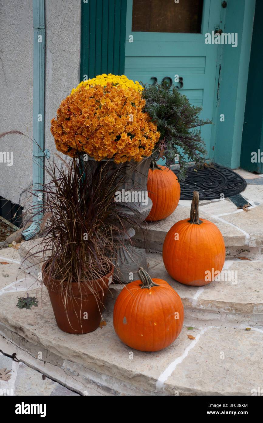 Große gelbe Mutter, lila Brunnengras und Wacholderstrauch mit Kürbissen bilden diese herbstliche Szene. St. Paul Minnesota MN USA Stockfoto