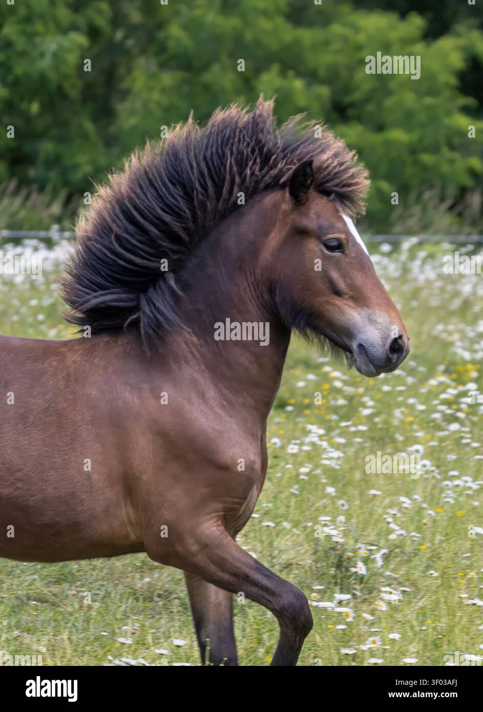 Seitliches Porträt eines Islandpferdes in der Bucht mit einer vom Wind verwehten dunklen Mähne auf einer Wildblumenwiese. Stockfoto