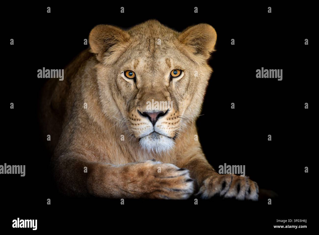 Nahaufnahme eines großen weiblichen Löwen auf dunklem Hintergrund Stockfoto
