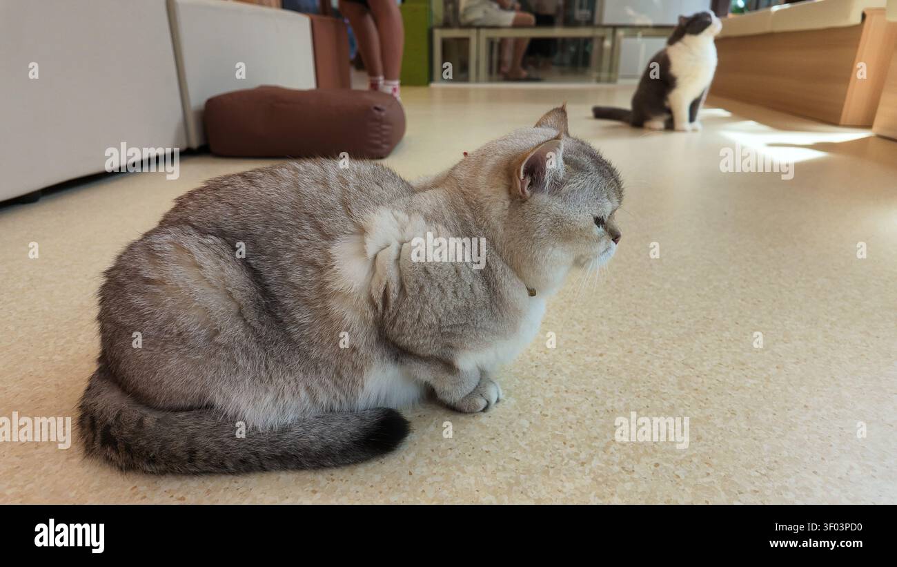 Katzen sitzen auf dem Boden in einem hellen Raum mit weichen Möbeln Stockfoto