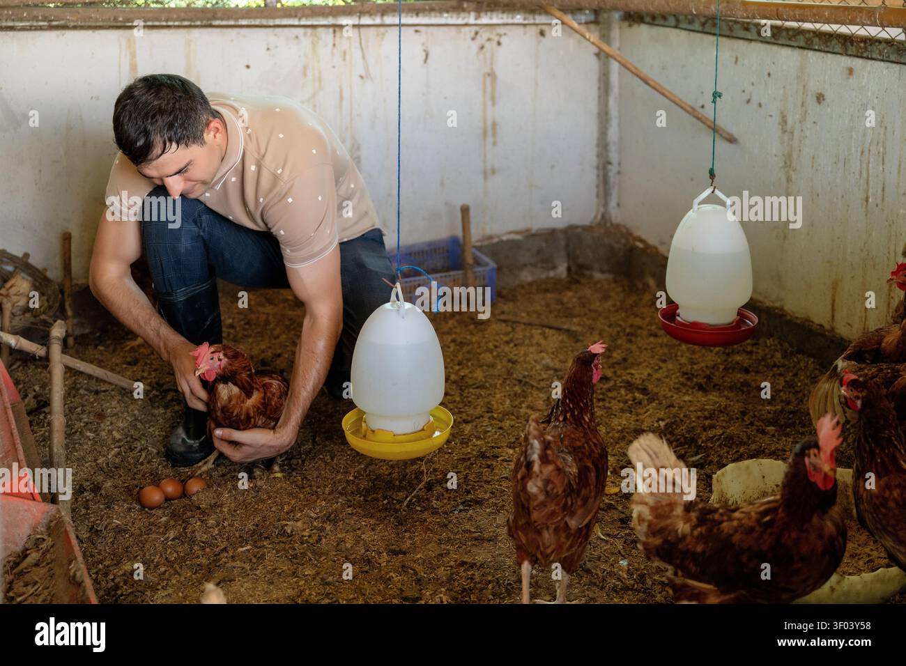 Geflügelpflege und Eiersammelaufgabe, ökologische Eierproduktion in kleinen Bauernhöfen und Hühnerstall mit Fütterungssystem, nachhaltige Eierhaltung aktiv Stockfoto