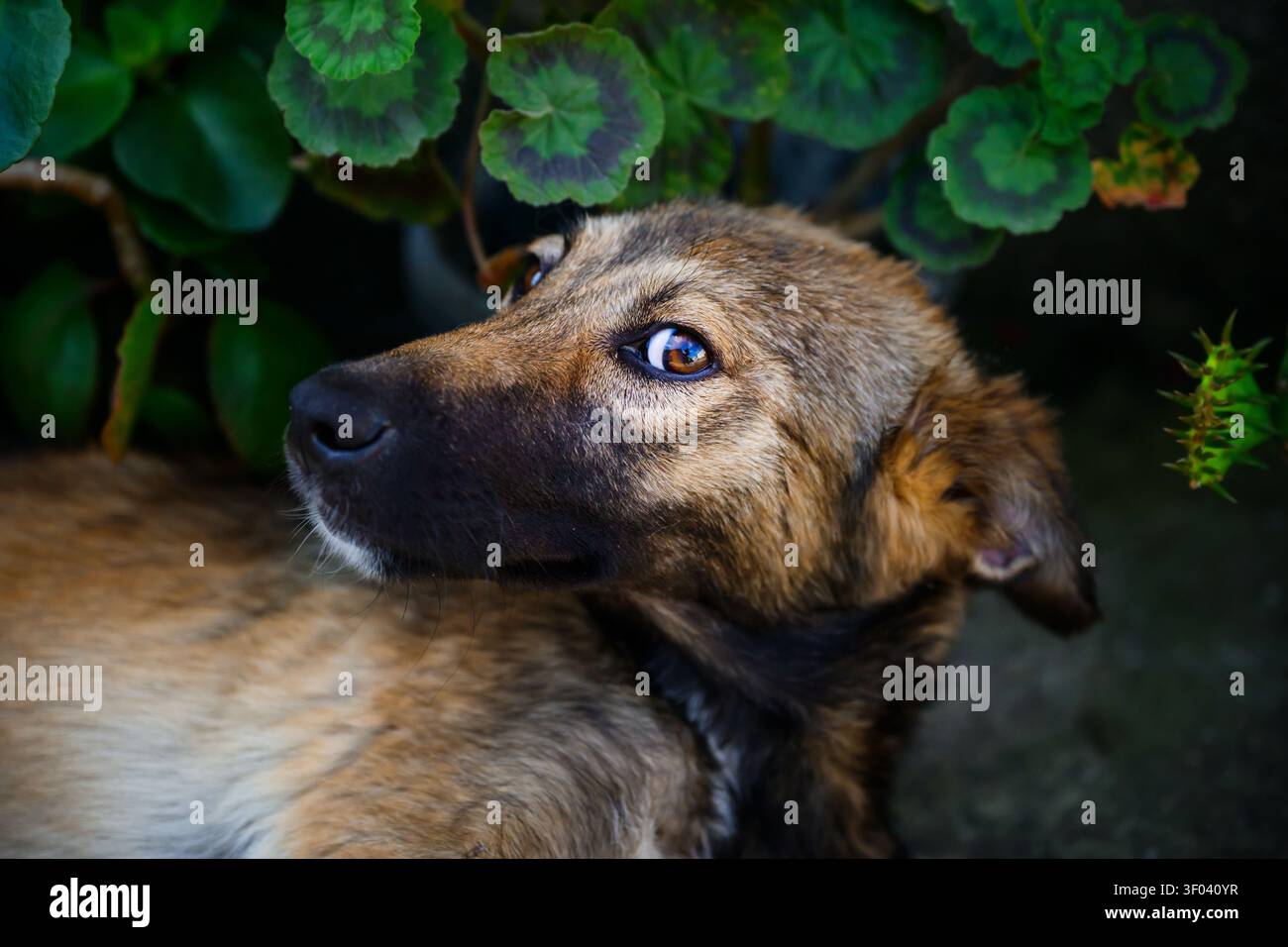 Ein brauner streunender Hund liegt im Gartenbett und blickt mit einem seelenvollen Blick zwischen grünen Blättern zurück. Das Nahaufnahme-Porträt fängt die Textur des Fells ein, ein ausdrucksstarkes Auge Stockfoto
