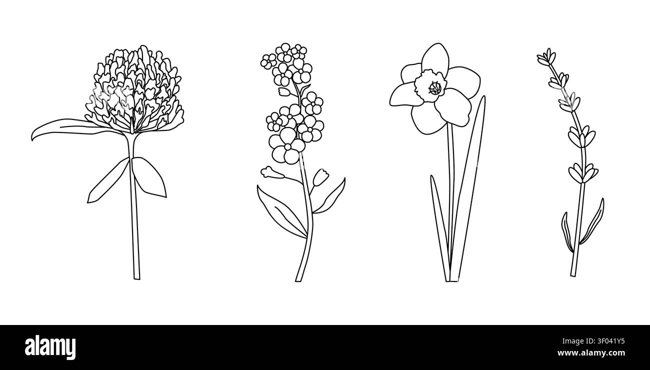 Minimalistische Linienzeichnungen aus Klee, Vergissmeint-Not, Narzissen und Lavendel, elegante florale Illustrationen für Design und kreative Projekte Stockfoto