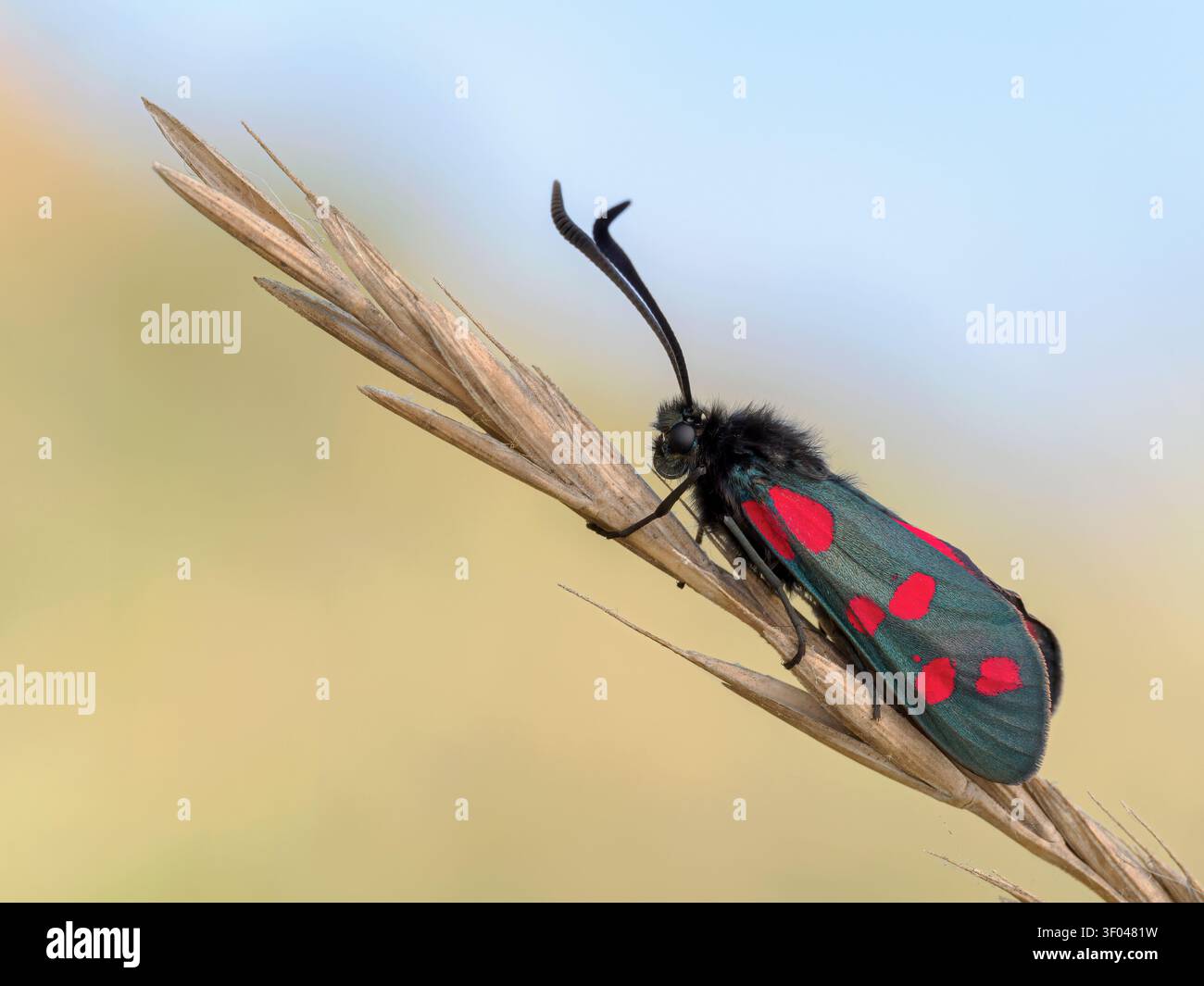 6 Spot Burnet Moth; Zygaena filipendulae; adulte auf Küstengras Norfolk Juni Stockfoto