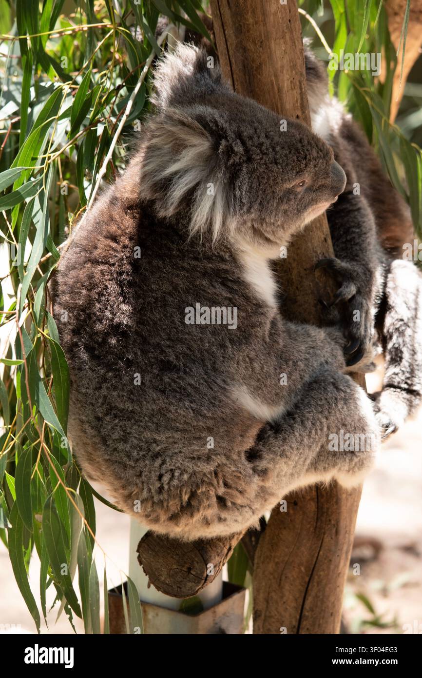 Der Koala hat einen großen runden Kopf, große pelzige Ohren und große schwarze Nase. Ihr Fell ist meist grau-braun mit weißem Fell auf der Brust, den inneren Armen, Stockfoto