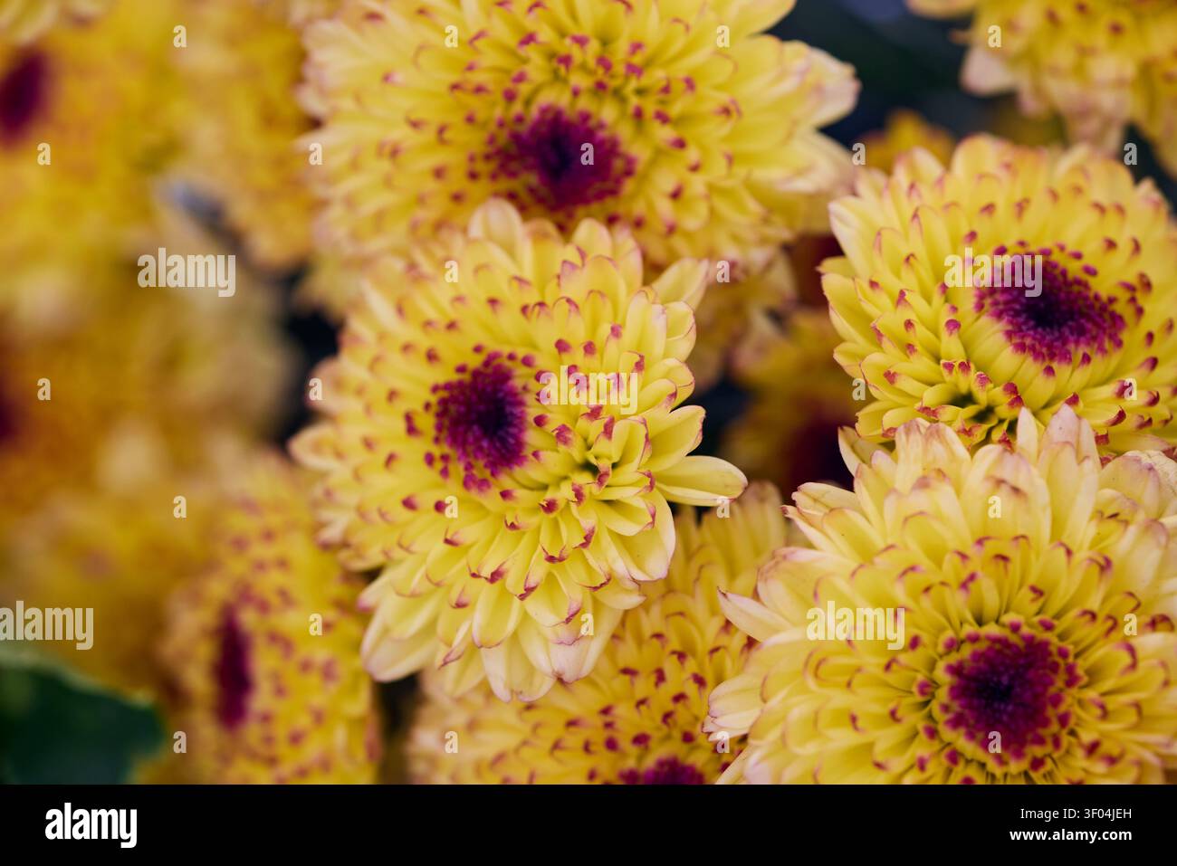 Nahaufnahme der gelben Chrysanthemenblume Stockfoto