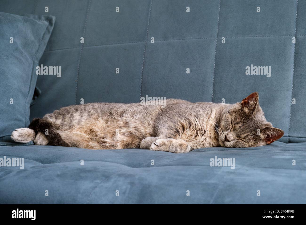 Eine graue getigerte Katze schläft ausgestreckt auf einem blauen gepolsterten Sofa Stockfoto