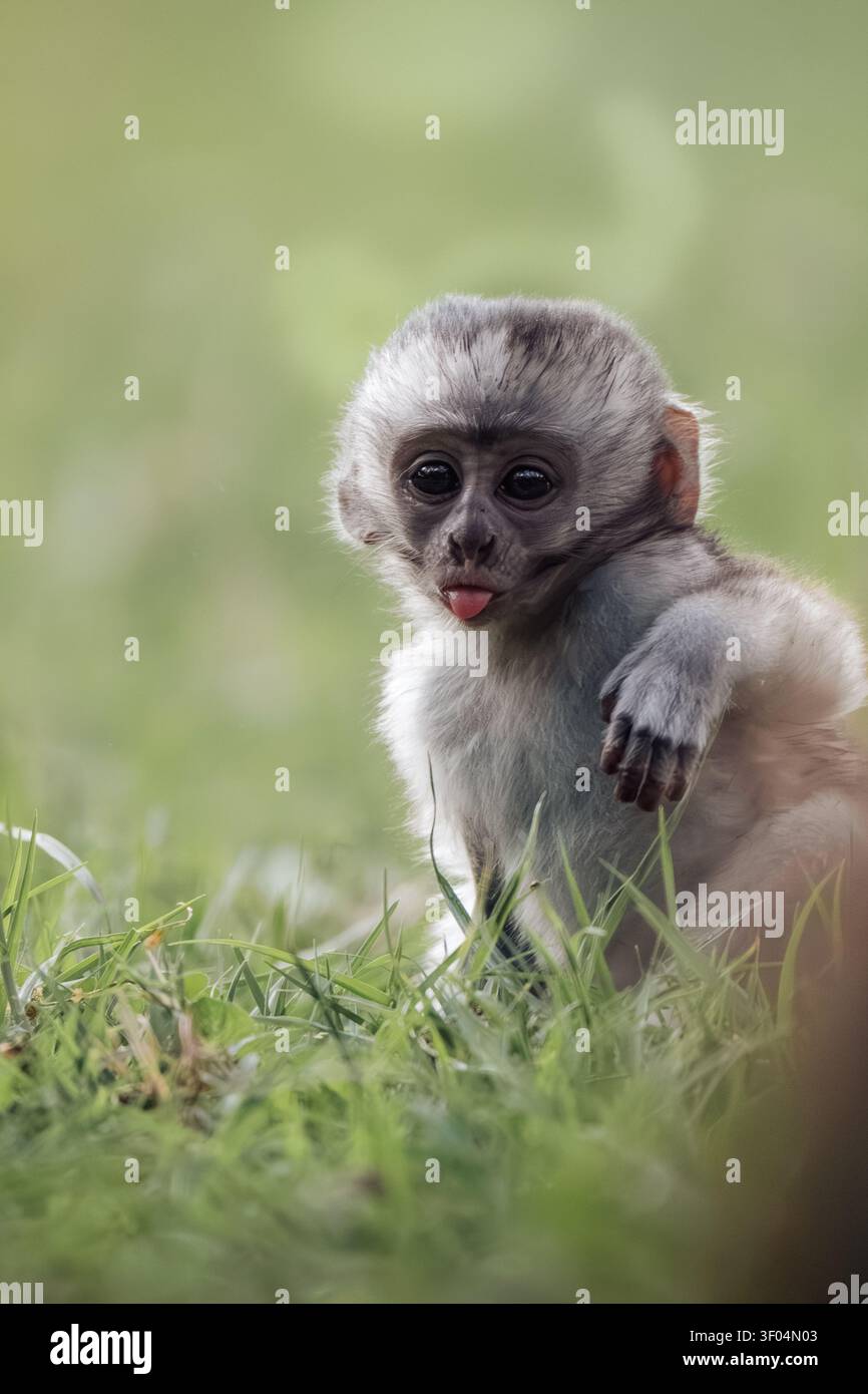 Das Baby-Rotteffchen, das seine Zunge in grünem Gras rausragt Stockfoto