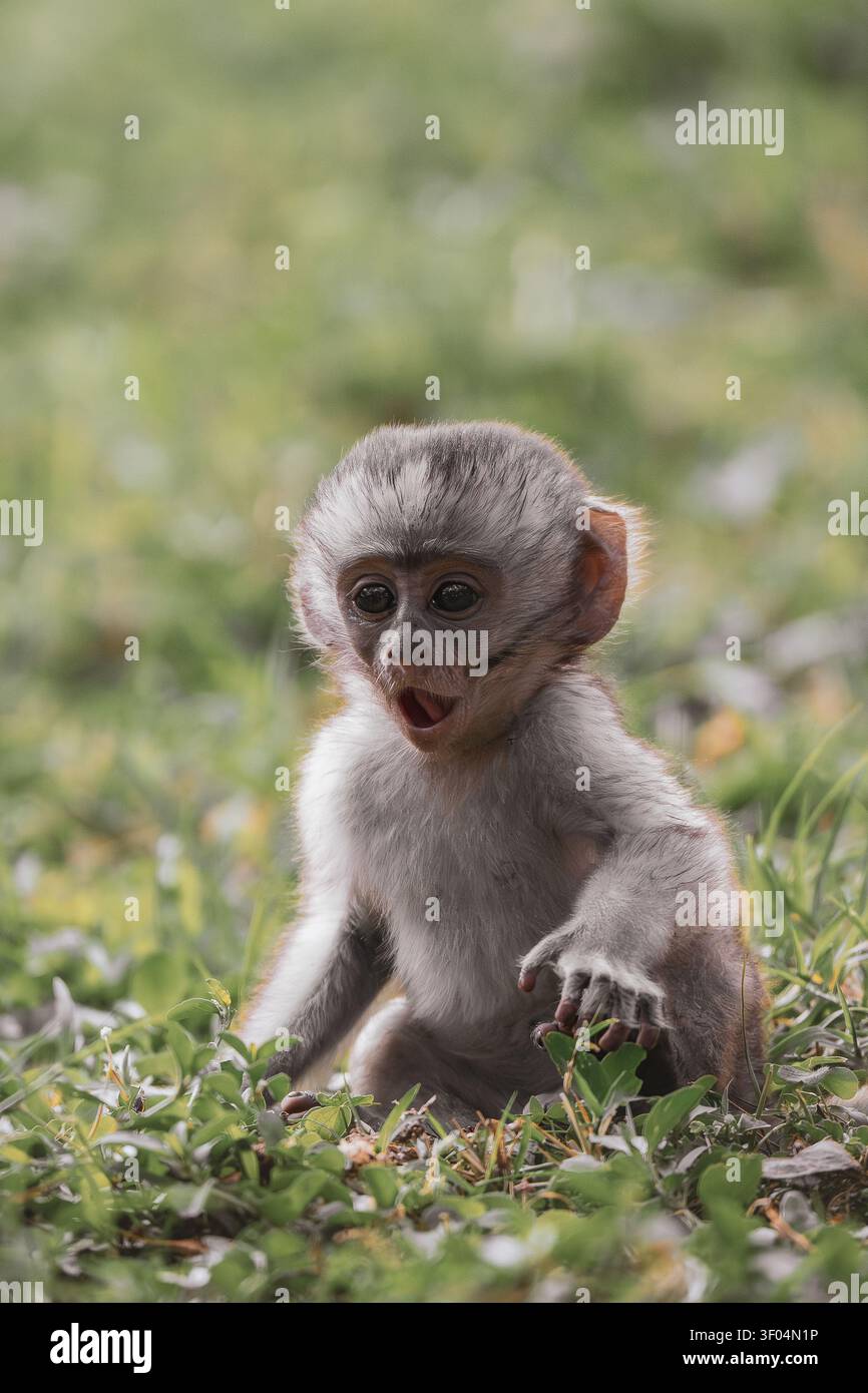 Baby-Rotteaffe sitzt mit offenem Mund im Gras Stockfoto