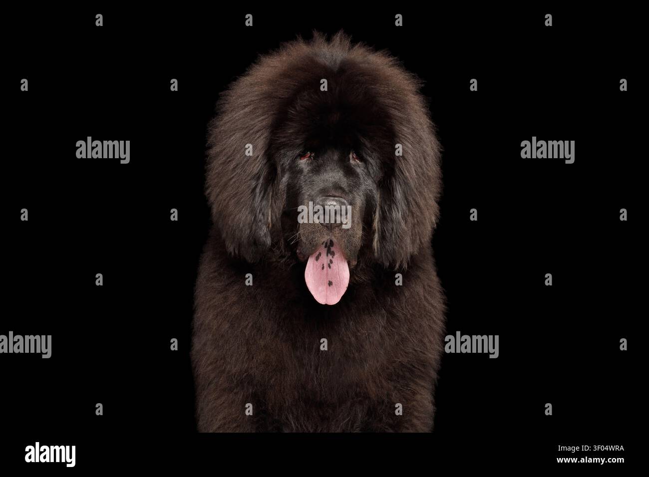 Tibetischer Mastiff-Hund mit offenem Mund und gepunkteter Zunge, Blick in die Kamera, Studio-Porträt auf schwarzem Hintergrund Stockfoto