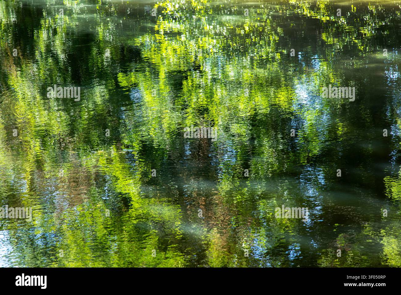 Grüne Bäume und Blätter spiegeln sich in einem Kanal. Stockfoto