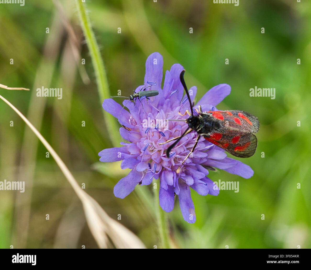 Ein sechsfleckiger Erdbeerblümchenfalter (Zygaena filipendulae) füttert an einer violetten Feldskabiosenblüte (Knautia arvensis) in einer artenreichen Sommermatte in Bayern Stockfoto