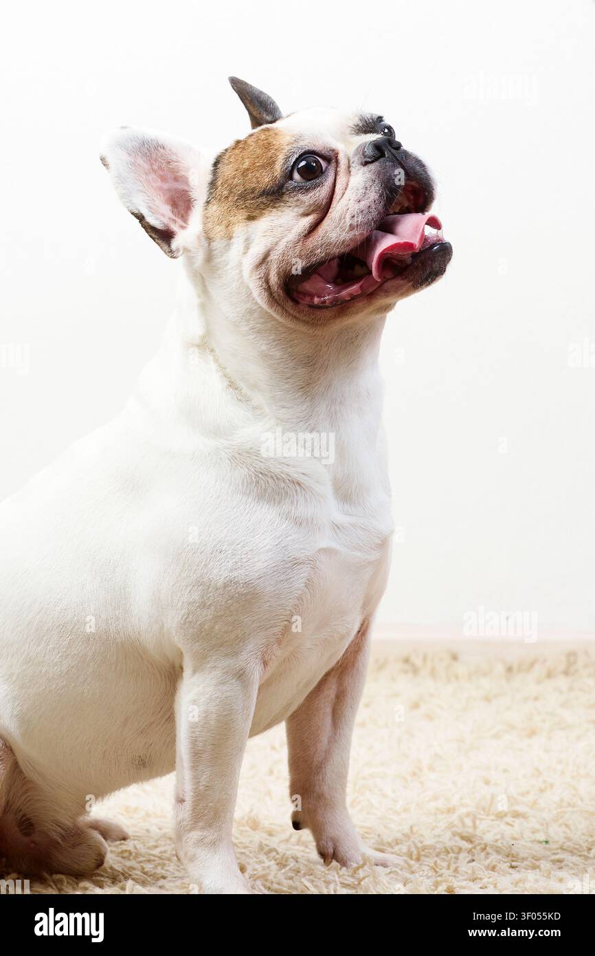 Französischer Bulldogge sitzt und schaut mit offenem Mund nach oben Stockfoto