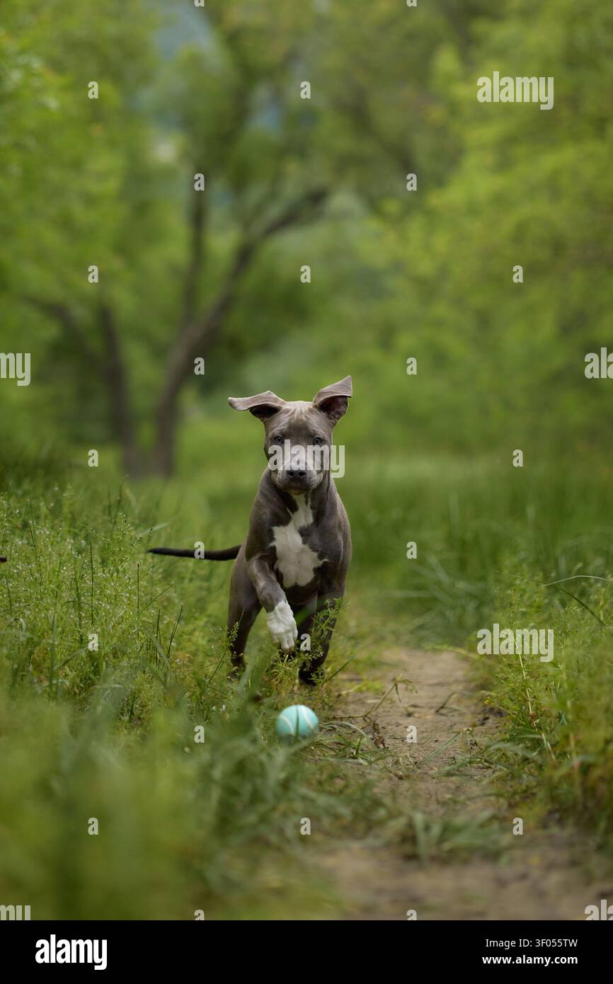 Ein Staffordshire Terrier läuft durch die grüne Vegetation und trägt ein Spielzeug. Action und Naturkulisse sorgen für ein abenteuerliches Outdoor-Bild. Stockfoto
