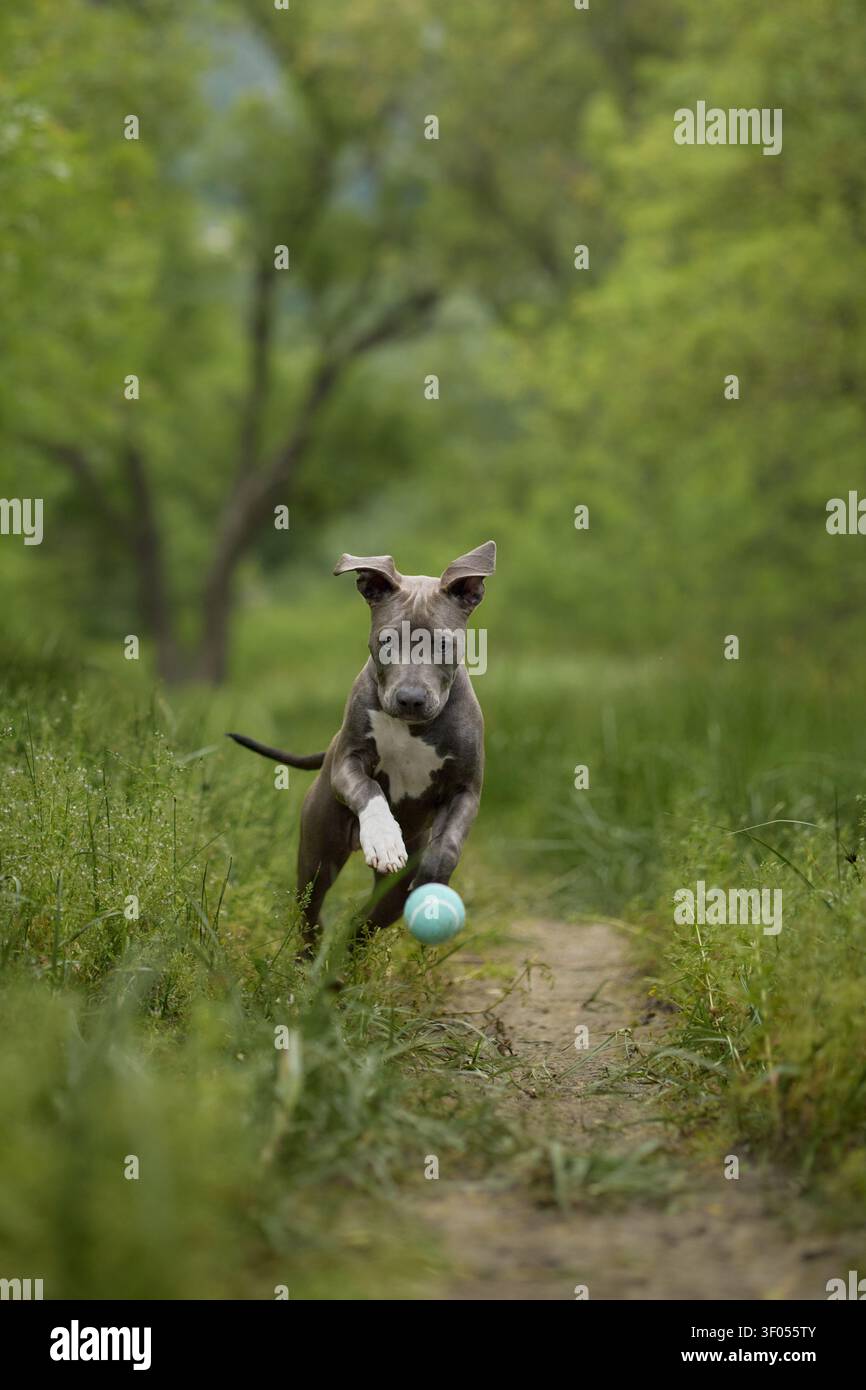 Ein Staffordshire Terrier läuft mit einem blauen Ball durch eine grüne Natur. Spielerische Action und eine frische Umgebung sorgen für eine energiegeladene Tierszene. Stockfoto
