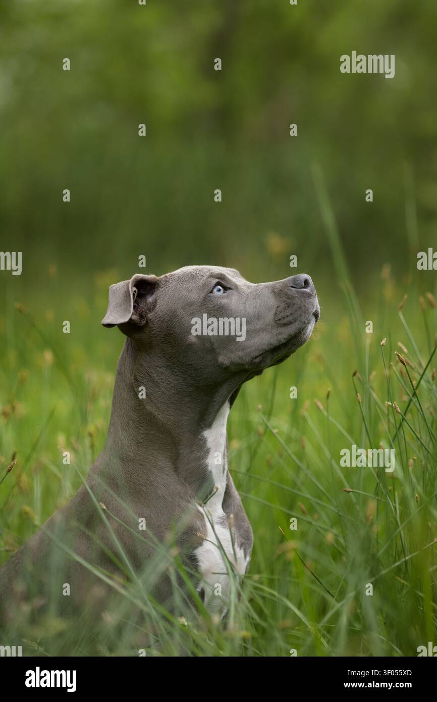 Ein Nahporträt zeigt einen Staffordshire Terrier umgeben von sanfter grüner Vegetation. Natürliches Licht und ruhiger Ausdruck sorgen für ein sauberes Bild von Haustieren im Freien Stockfoto