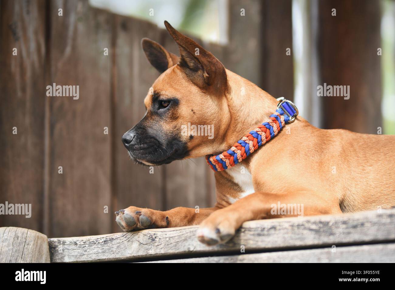 Niedlicher brauner Mischhund mit buntem Paracord-Kragen vor hölzernem Hintergrund Stockfoto