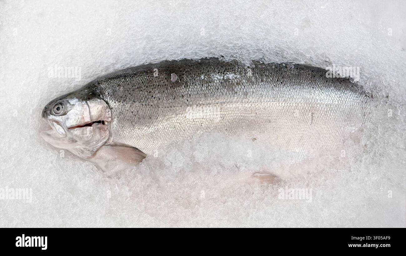 Frischer Lachs auf zerstoßenem Eis mit sichtbaren Schuppen und Textur. Nahrungsmittelhintergrund mit Kopierraum für den Fischereihandel, Werbung für die Fischereiindustrie Stockfoto