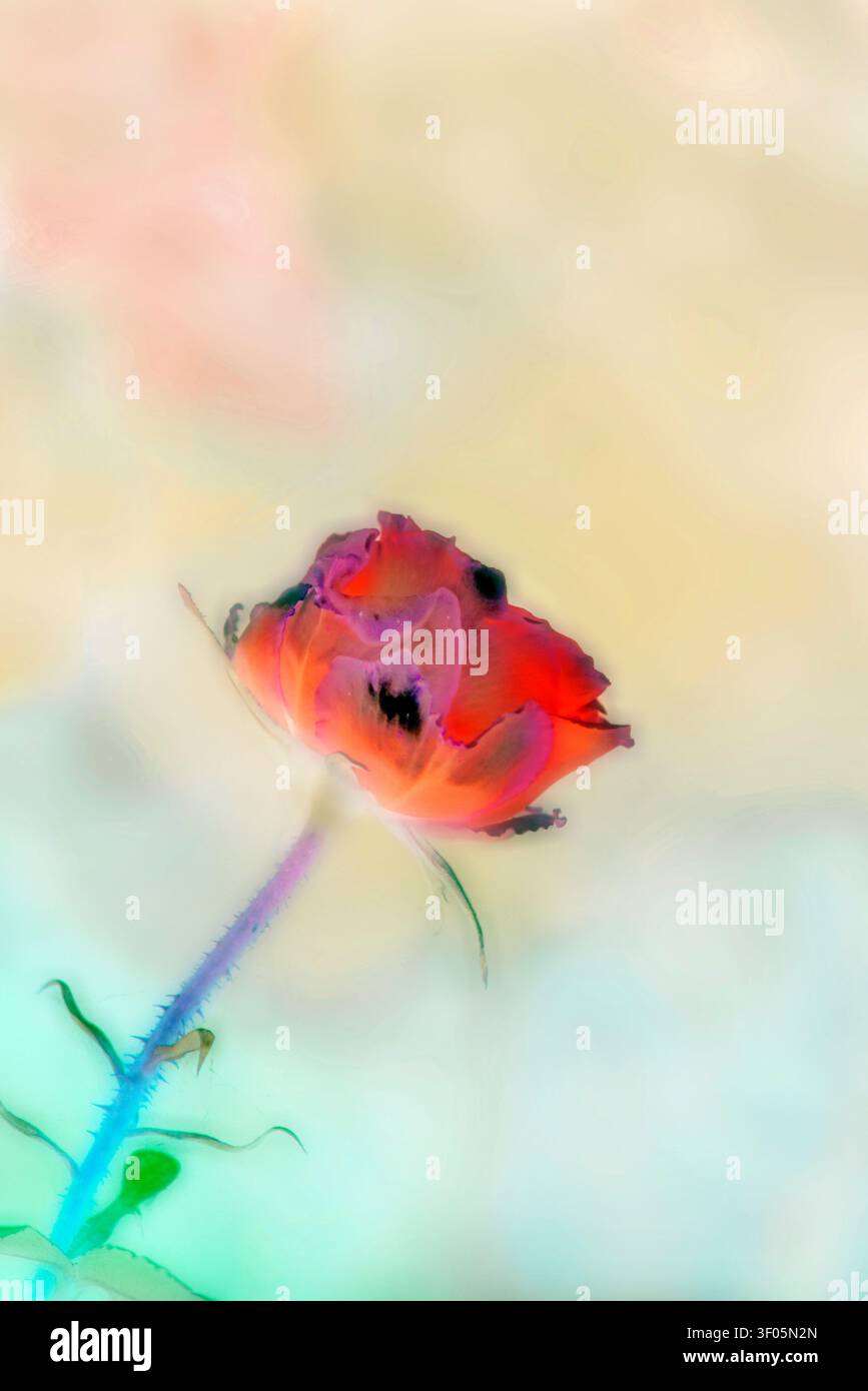 Eine weich gezeichnete Rosenblüte vor einem weichen Hintergrund. Stockfoto