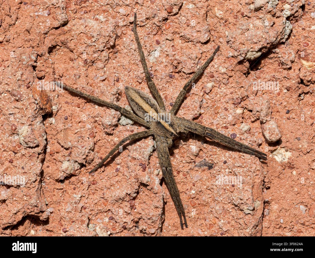 Spinnennetz, Pisaura mirabilis; Erwachsener ruht auf einer Ziegelmauer Stockfoto